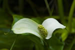 Czermie botna (Calla palustris)