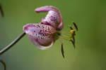 Lilia zotogw (Lilium martagon)