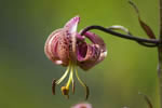 Lilia zotogw (Lilium martagon)