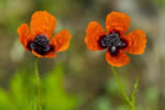 Mak piaskowy (Papaver argemone)