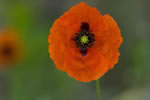 Mak piaskowy (Papaver argemone)