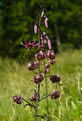 Lilia zotogw (Lilium martagon)