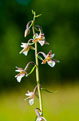 Kruszczyk botny (Epipactis palustris)