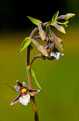 Kruszczyk botny (Epipactis palustris)