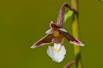 Kruszczyk botny (Epipactis palustris)