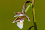 Kruszczyk botny (Epipactis palustris)