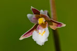 Kruszczyk botny (Epipactis palustris)