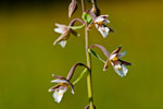 Kruszczyk botny (Epipactis palustris)