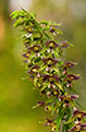 Kruszczyk szerokolistny (Epipactis helleborine)