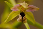 Kruszczyk szerokolistny (Epipactis helleborine)