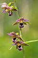 Kruszczyk szerokolistny (Epipactis helleborine)