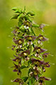 Kruszczyk szerokolistny (Epipactis helleborine)