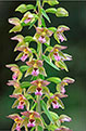 Kruszczyk szerokolistny (Epipactis helleborine)