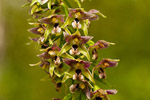 Kruszczyk szerokolistny (Epipactis helleborine)