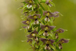 Kruszczyk szerokolistny (Epipactis helleborine)