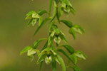 Kruszczyk szerokolistny (Epipactis helleborine)