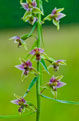 Kruszczyk szerokolistny (Epipactis helleborine)