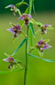 Kruszczyk szerokolistny (Epipactis helleborine)