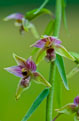 Kruszczyk szerokolistny (Epipactis helleborine)