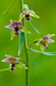 Kruszczyk szerokolistny (Epipactis helleborine)