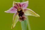 Kruszczyk szerokolistny (Epipactis helleborine)