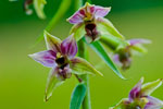 Kruszczyk szerokolistny (Epipactis helleborine)