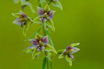 Kruszczyk szerokolistny (Epipactis helleborine)