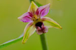 Kruszczyk szerokolistny (Epipactis helleborine)