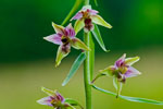 Kruszczyk szerokolistny (Epipactis helleborine)