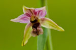 Kruszczyk szerokolistny (Epipactis helleborine)