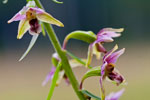 Kruszczyk szerokolistny (Epipactis helleborine)