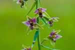 Kruszczyk szerokolistny (Epipactis helleborine)