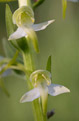 Podkolan zielonawy (Platanthera chlorantha)