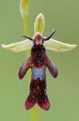 Dwulistnik muszy (Ophrys insectifera)
