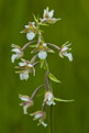 Kruszczyk botny (Epipactis palustris)