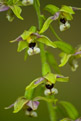 Kruszczyk szerokolistny (Epipactis helleborine)