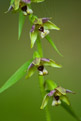 Kruszczyk szerokolistny (Epipactis helleborine)