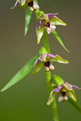 Kruszczyk szerokolistny (Epipactis helleborine)