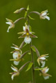 Kruszczyk botny (Epipactis palustris)