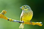 Trznadel (Emberiza citrinella)