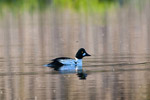 Ggo (Bucephala clangula)