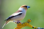 Grubodzib (Coccothraustes coccothraustes)