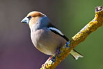 Grubodzib (Coccothraustes coccothraustes)