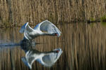 abd niemy (Cygnus olor)