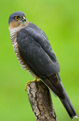 Krogulec (Accipiter nisus)