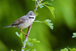 Cierniwka (Sylvia communis)