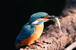 Zimorodek (Alcedo atthis)