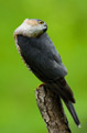 Krogulec (Accipiter nisus)