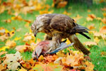 Myszow (Buteo buteo)