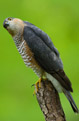 Krogulec (Accipiter nisus)